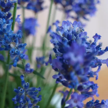 Апартаменты Haus Elisabeth *