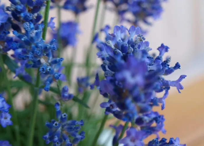 דירה Haus Elisabeth *